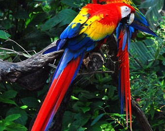 Amazon Rainforest Fragrance Oils