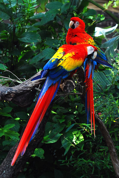 Amazon Rainforest Fragrance Oils - Etsy Amazon Rainforest Fragrance Oils - Etsy
