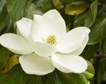 Magnolia Blossom Fragrance Oil