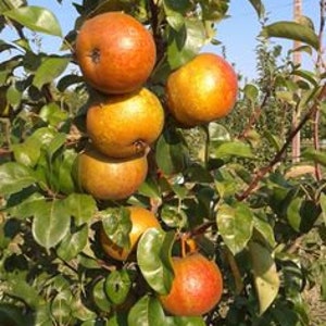 May include: Close-up of a branch of a pear tree with five ripe pears. The pears are a mix of yellow and red, with some having brown spots. The leaves are green and the background is a blue sky.