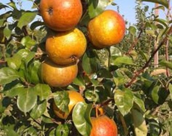 Asian Pear Fragrance Oil