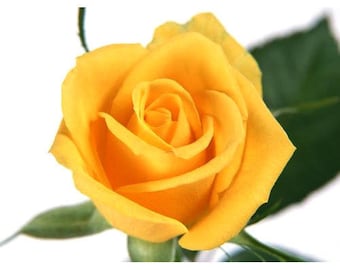 Bengali Rose Fragrance Oil
