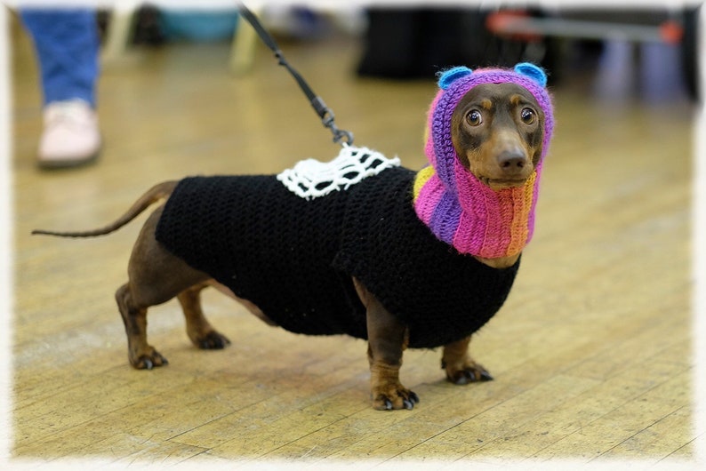 Teddybär Hund Kapuze Hut. Fancy Kleid für Hund. Kleine Hund Etsy