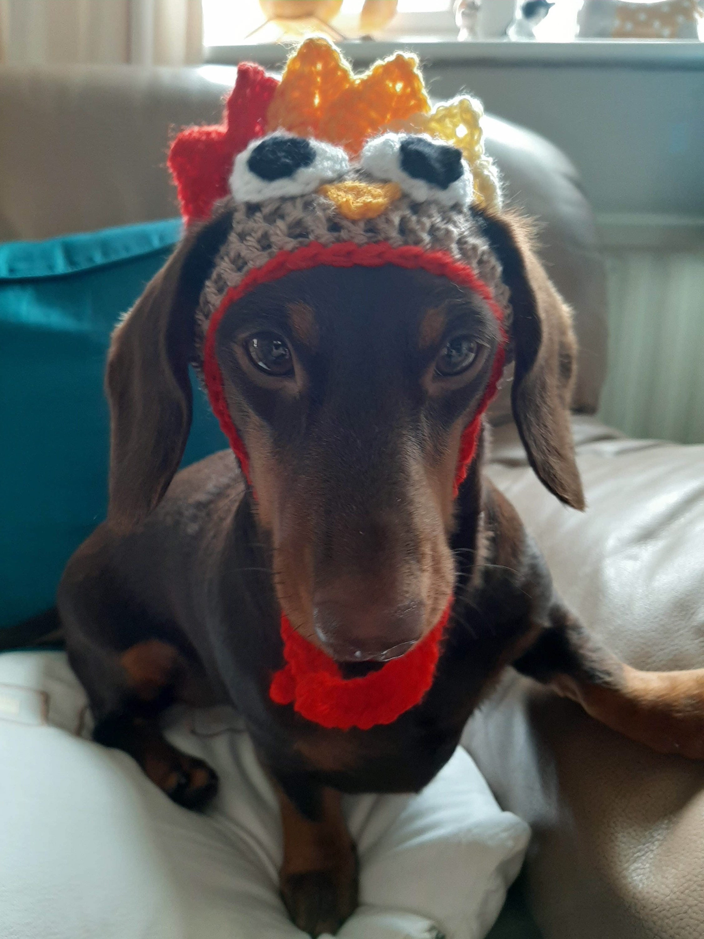 Thanksgiving turkey dog hat . Fancy dress dog hat for small Etsy