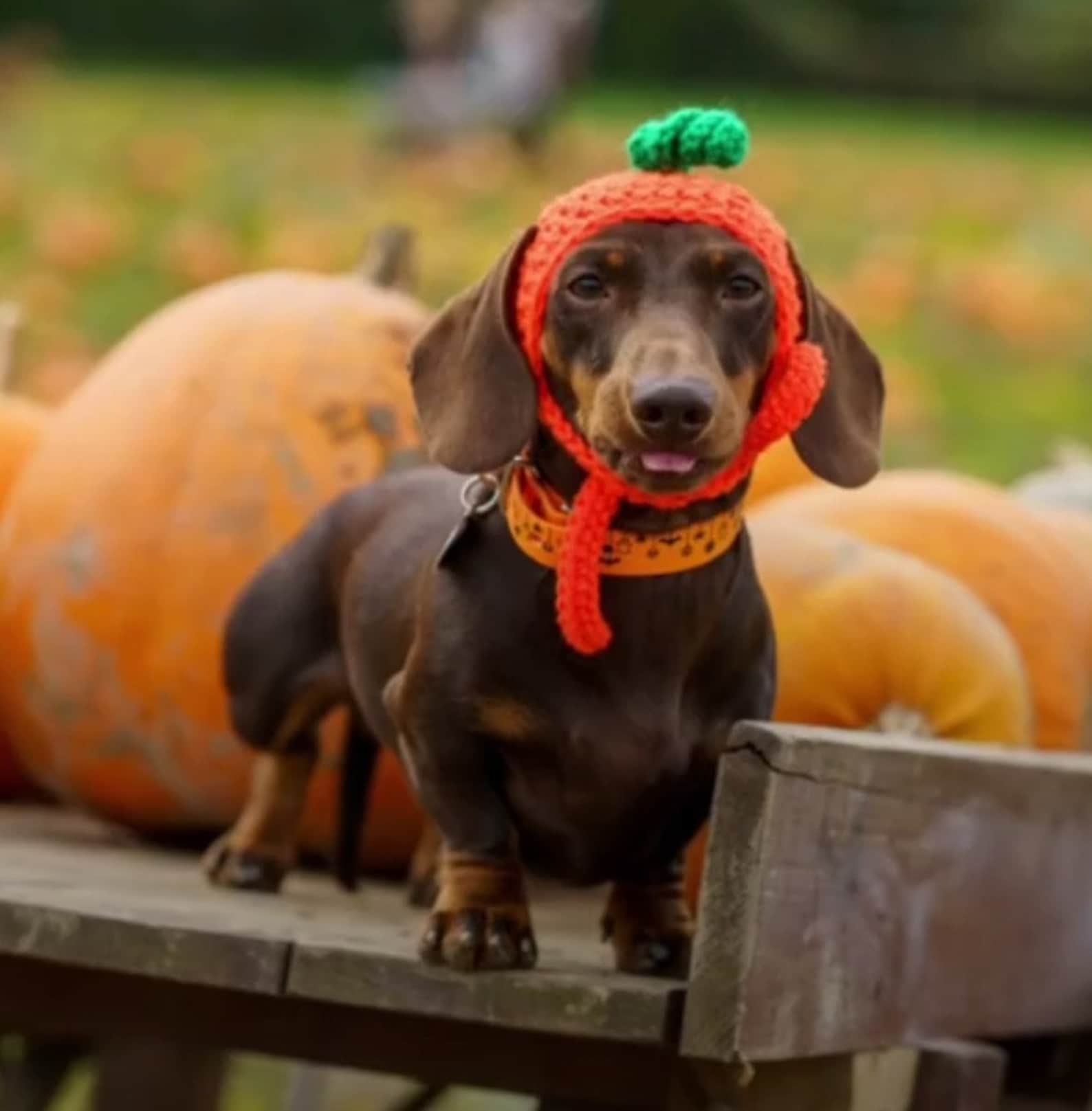 🐾 Embracing Autumn Walkies: Keeping Dogs Safe, Sniffing, and Stimulated
