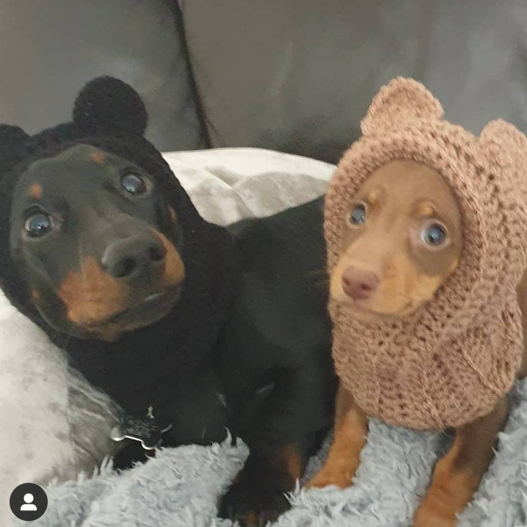 Teddybär Hund Kapuze Hut. Fancy Kleid für Hund. Kleine Hund Etsy