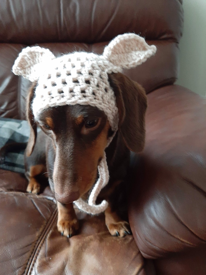 DOBBY inspired dog hat. Dog beanie. Dachshund clothes. Dog clothes. Cat hat. Pet gift. Dog fancy dress. Elf dog hat. image 4