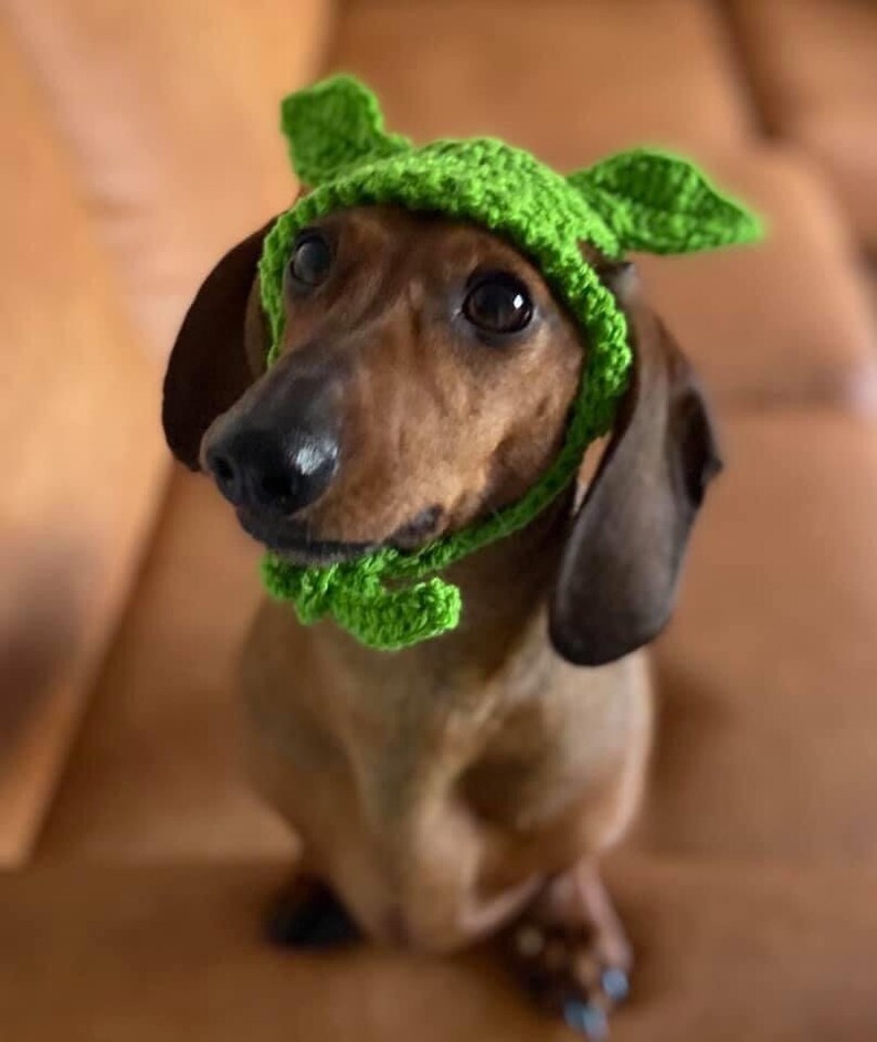 Baby Yoda Inspired Dog Hat. Dachshund Yoda Hat. Cat Hat. Star Etsy