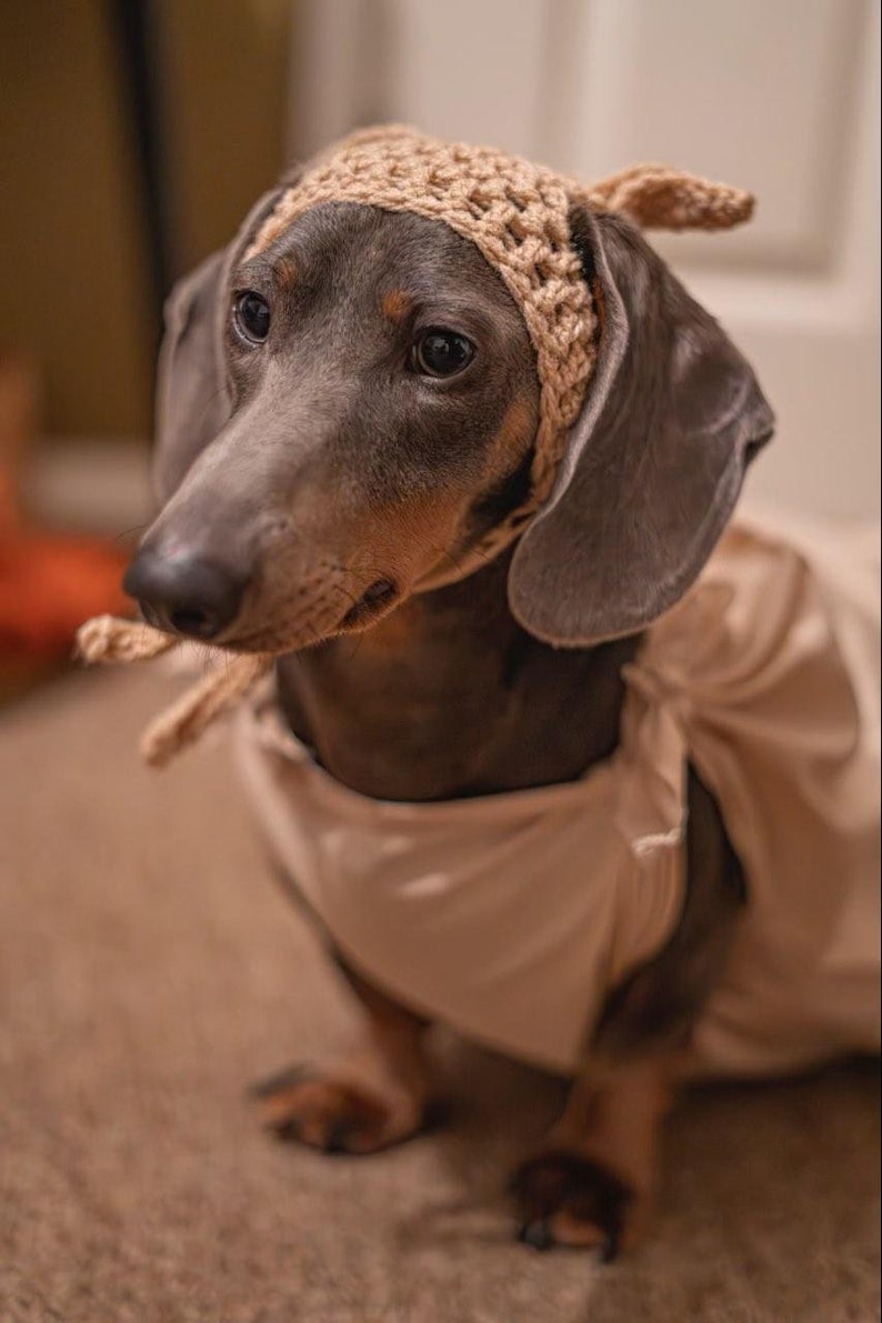 DOBBY inspired dog hat. Dog beanie. Dachshund clothes. Dog clothes. Cat hat. Pet gift. Dog fancy dress. Elf dog hat. image 5