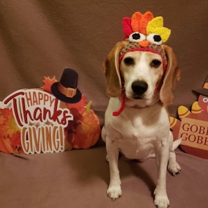 May include: A beagle dog wearing a handmade turkey hat with red, orange, and yellow details. The dog is positioned in front of a sign that reads "Happy Thanksgiving" with a pilgrim hat and pumpkins. A second sign says "Gobble Gobble".