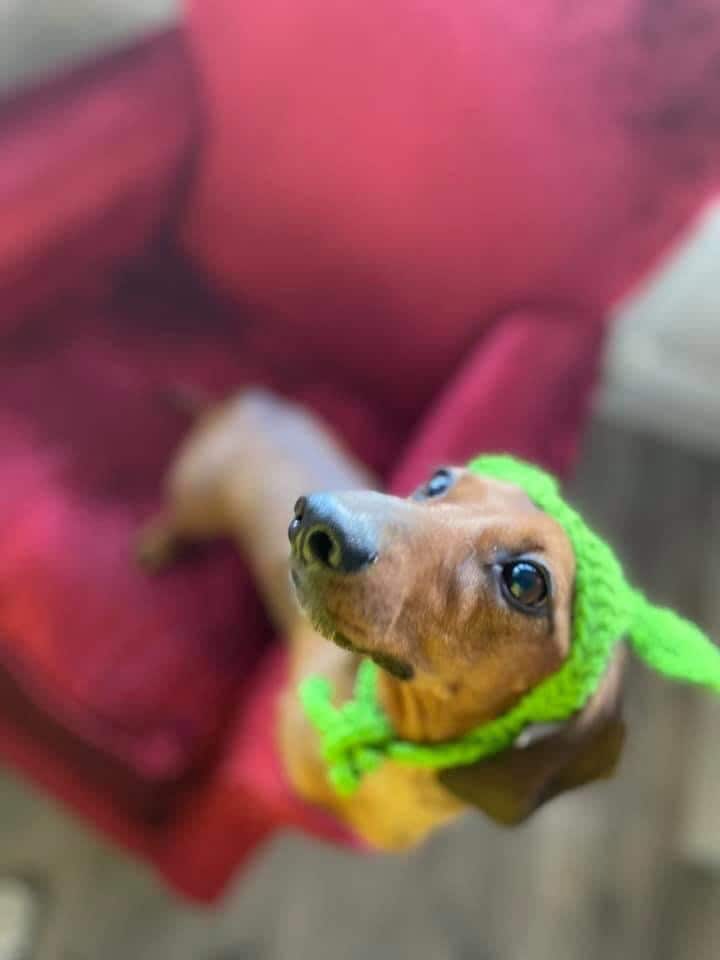 Baby Yoda Inspired Dog Hat. Dachshund Yoda Hat. Cat Hat. Star Etsy