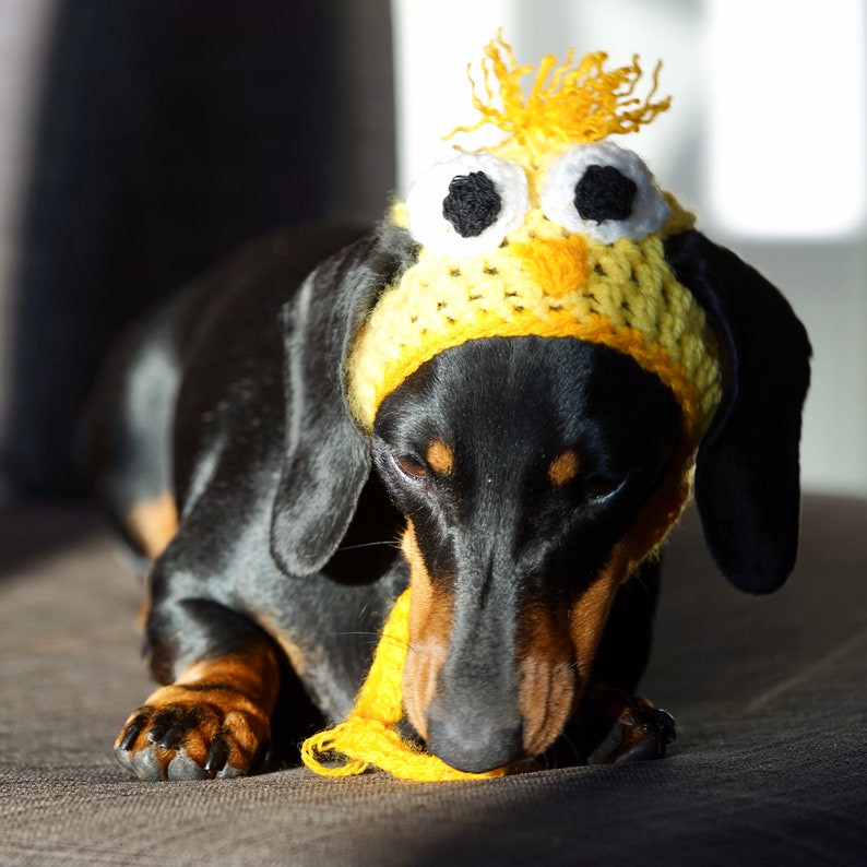 Cute Easter chick dog hat . Easter chick puppy hat . Pet fancy dress . dachshund. Dog clothes. Cat hat. Kawaii dog hat. image 3