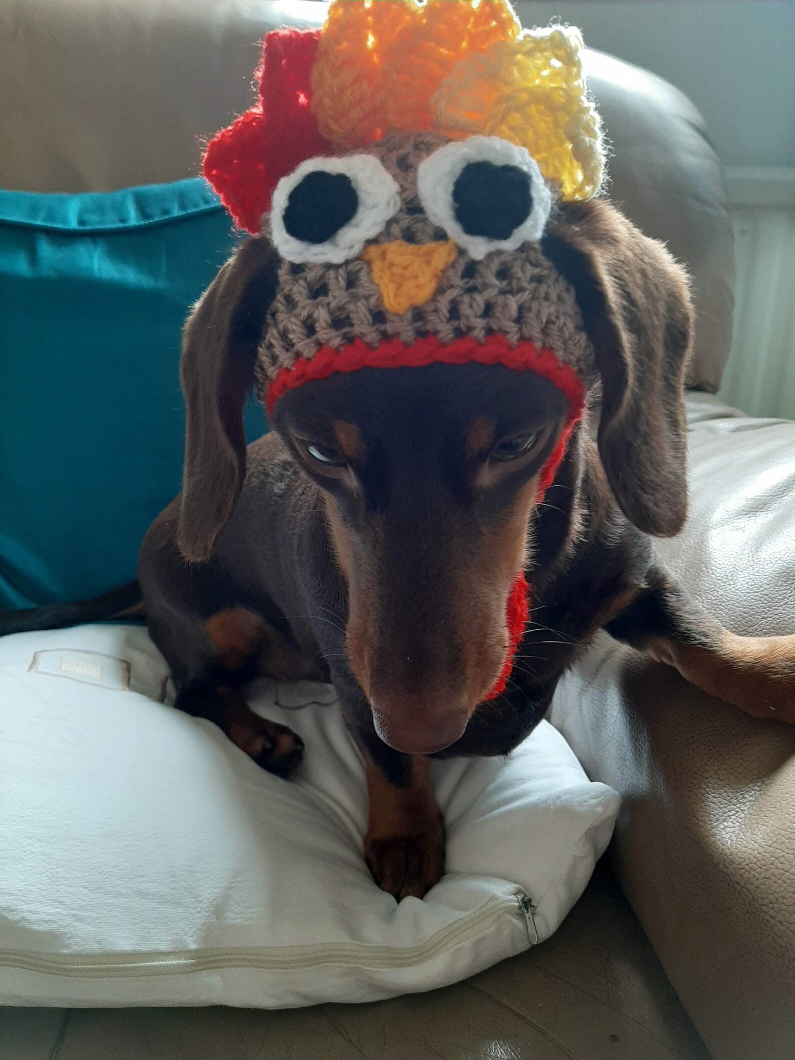 Thanksgiving turkey dog hat . Fancy dress dog hat for small Etsy