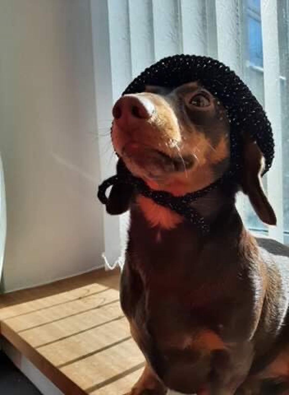 Witch/wizard hat for dog. Wizard school hat. Dachshund hat. Etsy