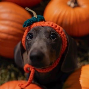 May include: A grey dachshund wearing a bright orange crocheted pumpkin hat with a small green stem on top. The hat features a textured knit pattern and ties securely under the chin with matching orange yarn strings, framing the dog's face.