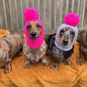 dog  hood with covered ears and large pompom. Pompom hood for small dog .ear warmer.Dachshund hat hood. Dog clothes. Italian greyhound