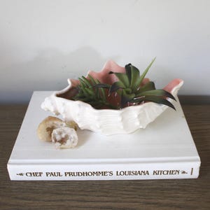 May include: A white ceramic seashell-shaped planter with a pink interior, holding green succulents. The planter sits atop a white book with the text "CHEF PAUL PRUDHOMME'S LOUISIANA KITCHEN". Beside the planter are several small, light-colored stones.