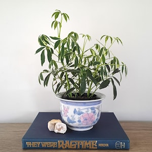 May include: A potted plant with green leaves and white and pink floral patterned pot. The pot sits on a blue book with the gold text "THEY WERE RAGTIME". Two small, light-colored rocks are in front of the pot.