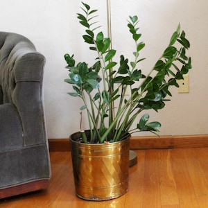 May include: A ZZ plant in a gold-colored metal planter. The plant has multiple stems with dark green leaves. The planter has a diagonal pattern and sits on a hardwood floor. A gray armchair is visible in the background.