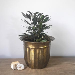 May include: A small houseplant in a vintage brass planter. The dark green plant has long, slender leaves. The planter has a ribbed design and sits on a wooden surface. Two small, light-colored stones are in front of the planter.