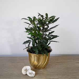 May include: A lush green plant with dark green leaves in a gold-colored, decorative pot. Two white, geode-like stones sit at the base of the pot. The pot has a swirled design and sits on a wooden surface.