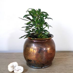 May include: A small, rounded, hammered copper pot with a dark, weathered patina containing a green leafy plant with serrated edges. Two small, irregular, off-white stone fragments are positioned to the left of the metallic vessel.