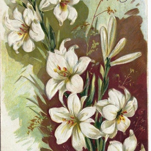 Antigo cartão postal de aniversário vintage de 1908, lírios, flores, carimbo 1c