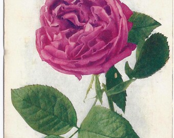 Old Vintage Photo Postcard, Collectible, Ephemera, Rose, Flower, Pink, Poetry