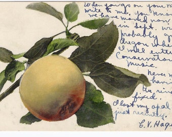 1907 Old Vintage Used Postcard, Collectible, Ephemera, Apple, 1c Stamp