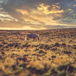 Wild Horse Print, Horse Sunset, Amber Wind Wyoming Wildlife Photography, McCullough Peaks, Horse Art Print, Wild Horse Photography,