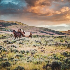 Wild Horse Photography, Horse Photo Wild Mustang,  Horse Art Print, Wild Horse Photo,  Horse Print for Home , McCullough Peaks Wy.