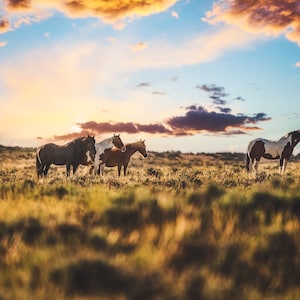 Wild Horse photography Wall Art,  Wild Horse photography, Wild Mustang, Wyoming Wild Horse, McCullough Peaks, Sunset. Wild Herd, Print