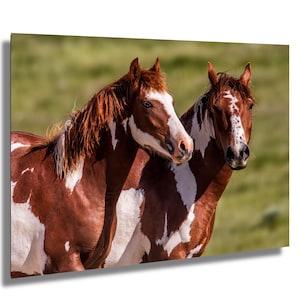 Wild Horse Photography Print: Colorado Sand Wash Basin Western Decor