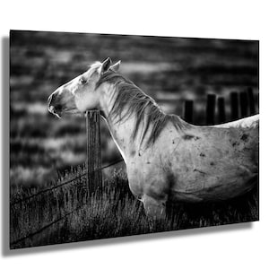 Wild Horse Photography print Black and White Horse Wall art Wyoming Wild Horse photography Wild Horse , Wild Mustang,  Print,Canvas,Metal