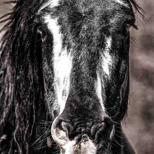 Wild Mustang Horse Portrait: Wyoming Wildlife Photography Print