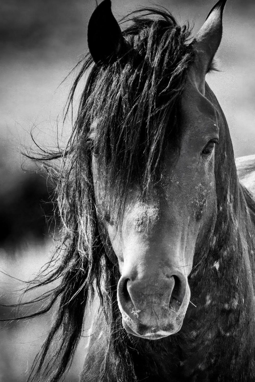 Wild Mustang Portrait | Black and White Western Photography - Etsy
