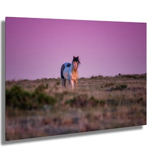 Wild Horse Photography print Purple Sky Horse Wall art Wyoming Wild Horse photography Wild Horse , Wild Mustang,  Print,Canvas,Metal