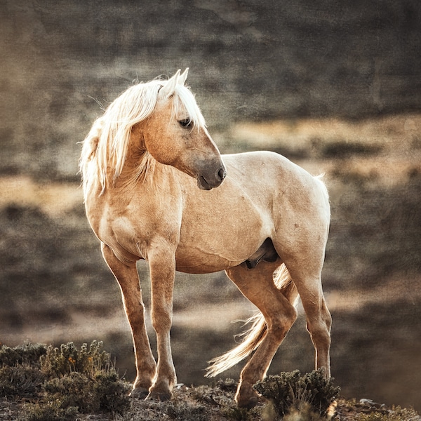 Wild Horse Art, Palomino Horse Sunset, Colorado Wildlife , Horse Art Print, Wild Horse Photography, Sand Wash Basin, Print,Canvas,Metal