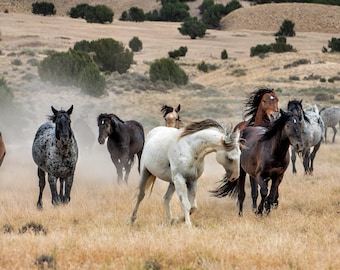 Wild Horse Herd Running in Onaqui Utah, Mustang Photography, Western Wall Art, Horse Decor