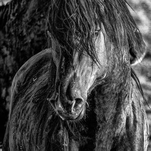 Wild Horse Photography Black and White Canvas Stallion Horse Sunrise Wy Wildlife  Horse Art Print, Wild Horse Photography, McCullough Peaks