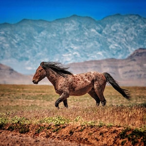 Wild Horse Photography print  Horse Wall art Utah Wild Horse photography  Onaqui Wild Horse , Wild Mustang,  Print,Canvas,Metal