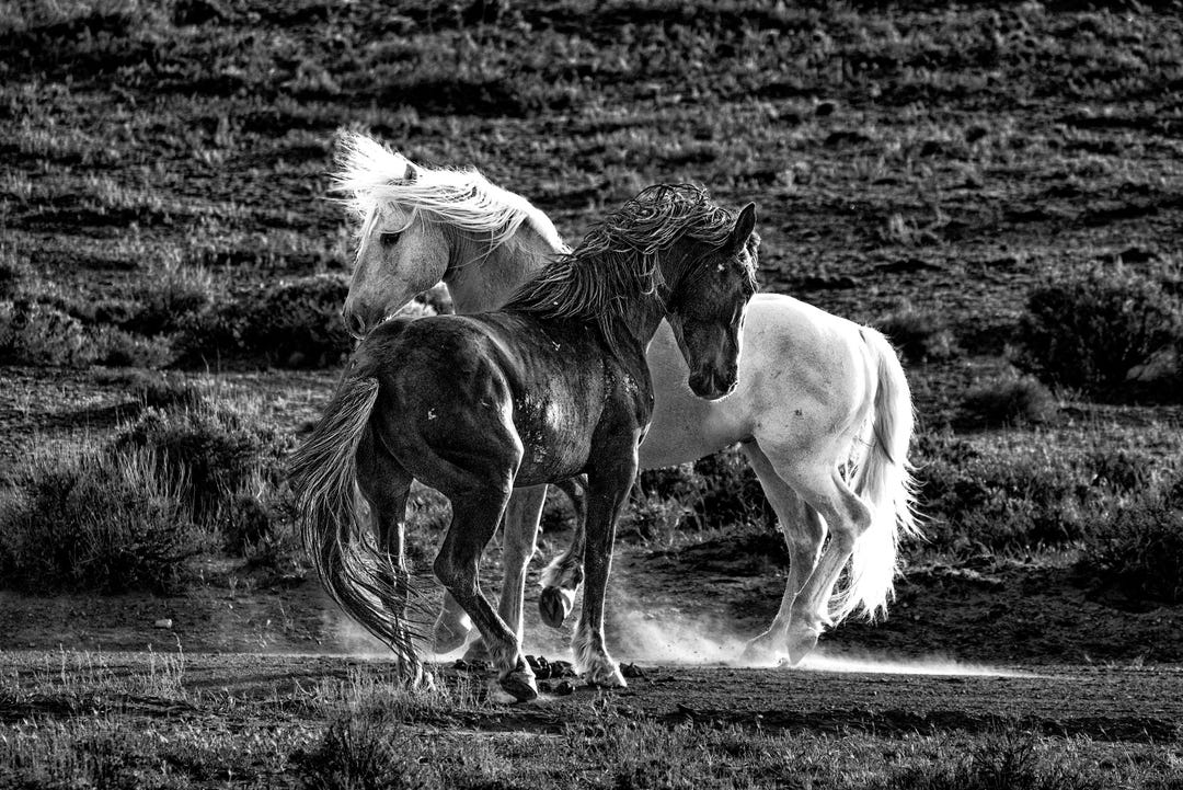 Wild Mustang Standoff | Black and White Western Horse Photo - Etsy