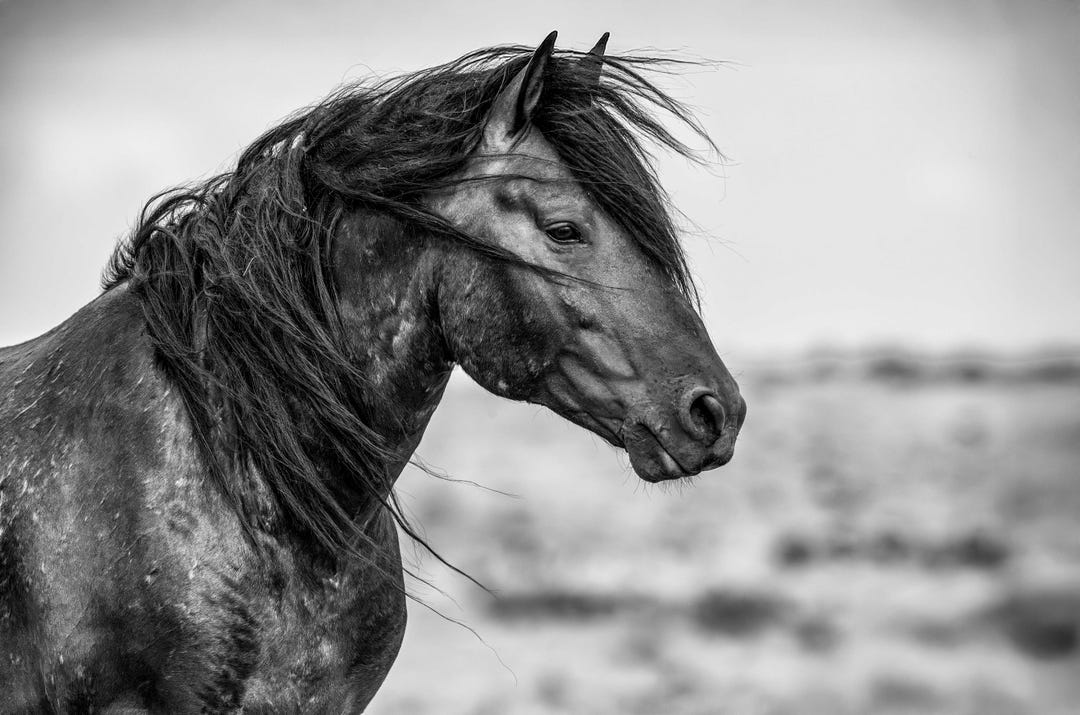 Wild Mustang Black and White Photo Print: Wyoming Western Decor - Etsy