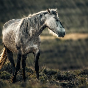 Wild Horse Photography Wall Art McCullough Peaks, WyomingWildlife , Horse Photography, Western Photo Print,Horse Art Print,