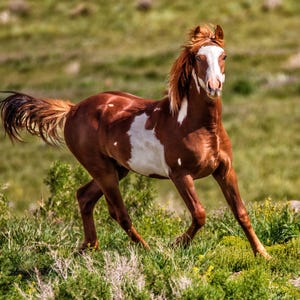 Wild Horse Photography: Colorado Sand Wash Basin Rustic Western Print
