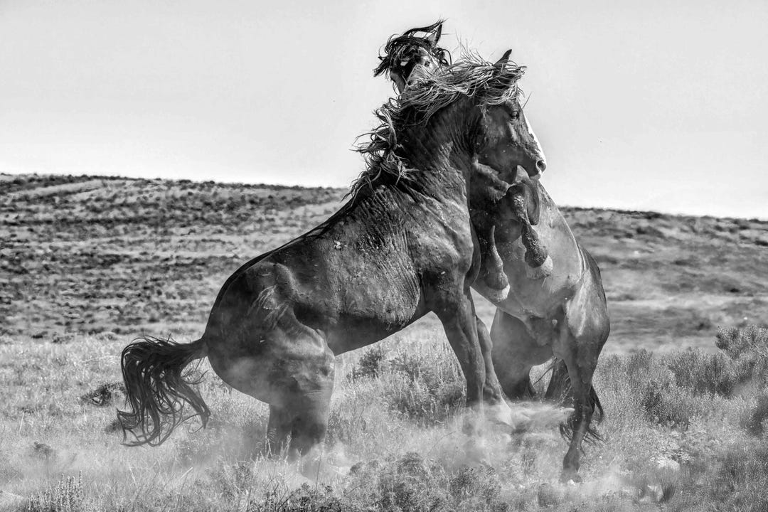 Black and White Wild Horse Photography Print – Mccullough Peaks Mustang ...
