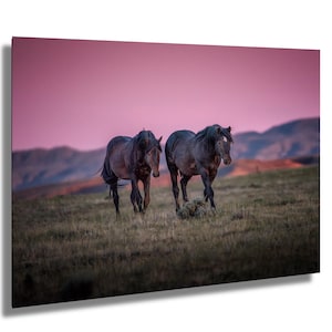 Wild Horse Photography: Wyoming Mustang Canvas Wall Art