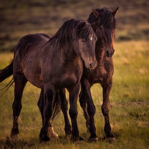 Wild Horse Photography Canvas, Horse Photo Wild Mustang,  Horse Art Print, Wild Horse Photo,  Horse Print for Home , McCullough Peaks Wy.