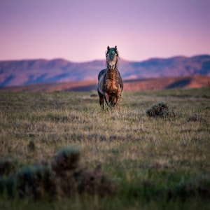 Wild Horse Photography, Wild horse wall art, Horse photography,  Wild Mustang, Wild Horse Photography Print,Canvas,Metal
