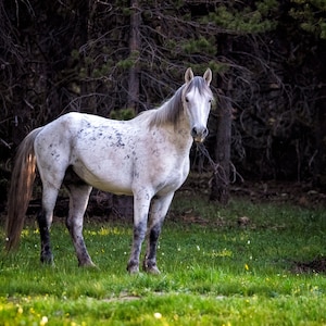 Wild Horse Photography Canvas, Wild Horse Photo, White Horse print, Wild Mustang Photography, Wyoming Wildlife Photography,  Green Mtn. Wy